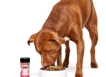 Are Food Toppers Good for Dogs? A Beginner’s Guide