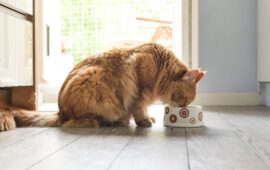 How Long is Wet Cat Food Good After Expiration Date in 5 Steps