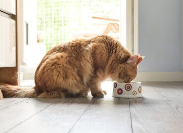 How Long is Wet Cat Food Good After Expiration Date in 5 Steps