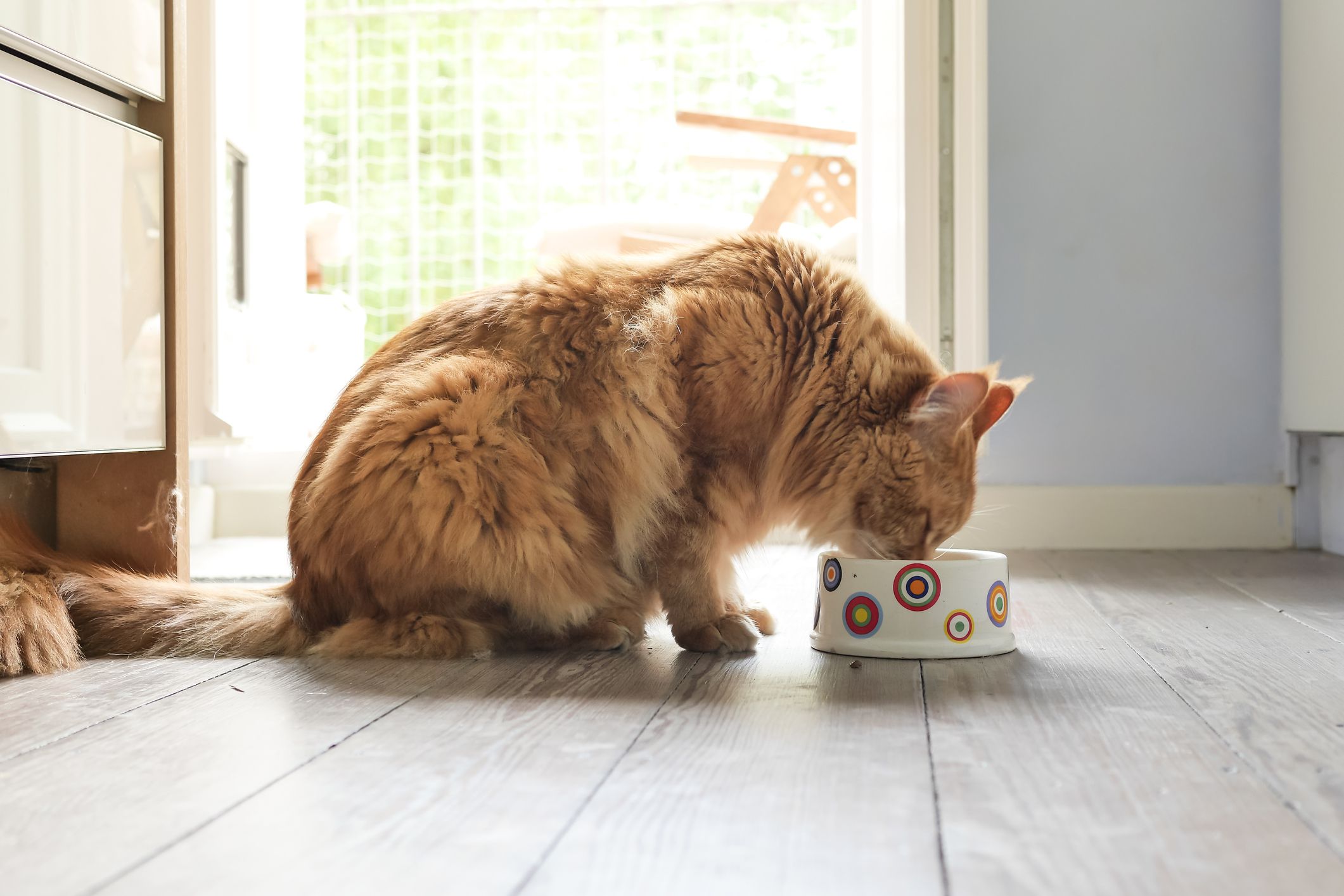 How Long is Wet Cat Food Good After Expiration Date in 5 Steps