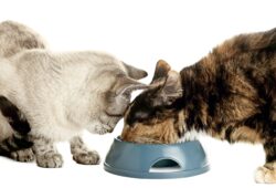 How to Keep Cats from Eating Each Other’s Food in 6 Steps