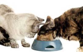 How to Keep Cats from Eating Each Other’s Food in 6 Steps