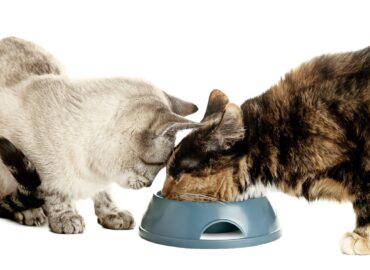 How to Keep Cats from Eating Each Other’s Food in 6 Steps