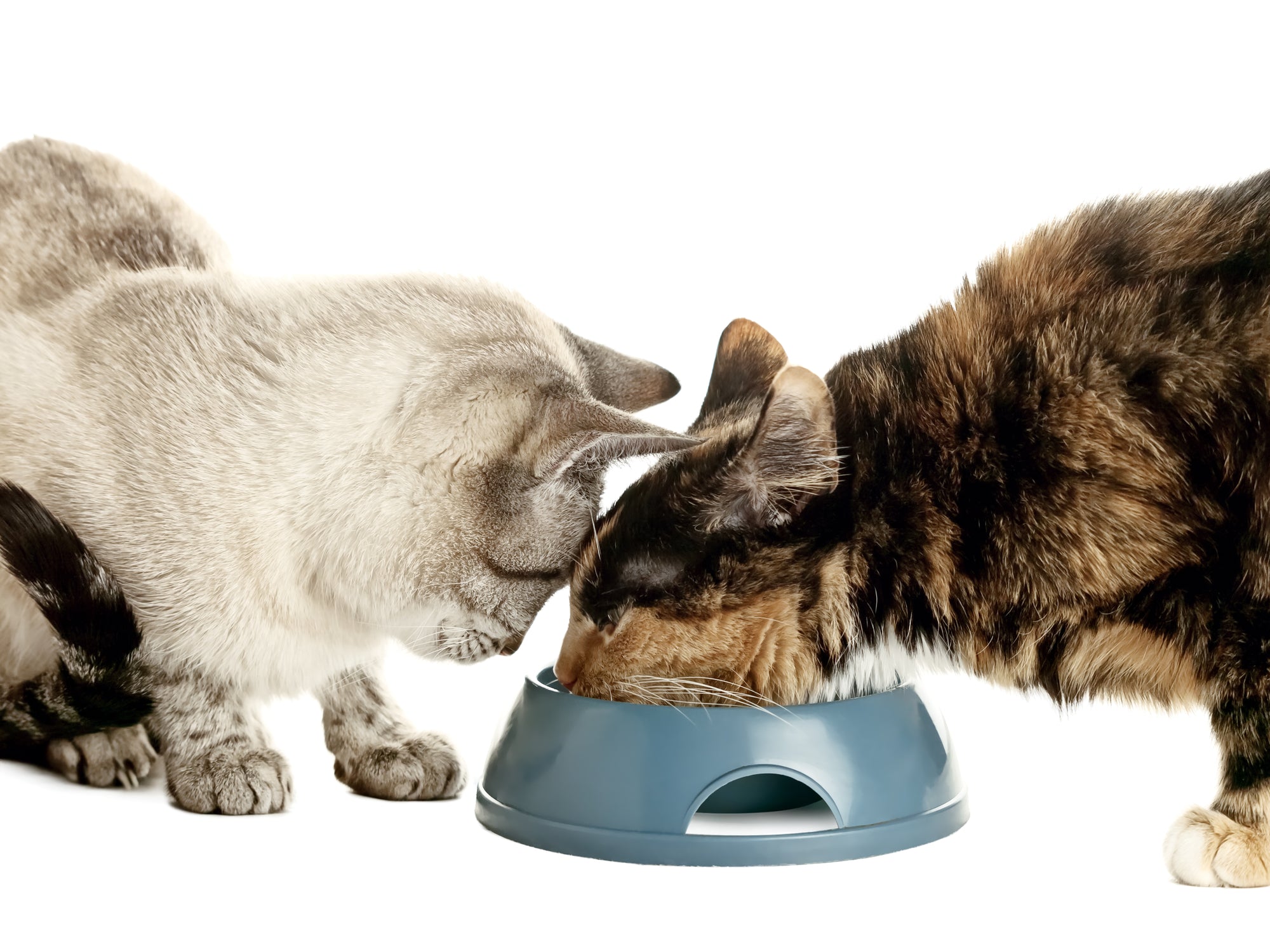 How to Keep Cats from Eating Each Other’s Food in 6 Steps