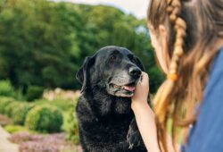 How to Soften Food for Dogs with No Teeth: A Beginner’s Guide