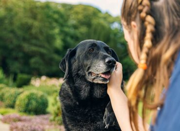 How to Soften Food for Dogs with No Teeth: A Beginner’s Guide