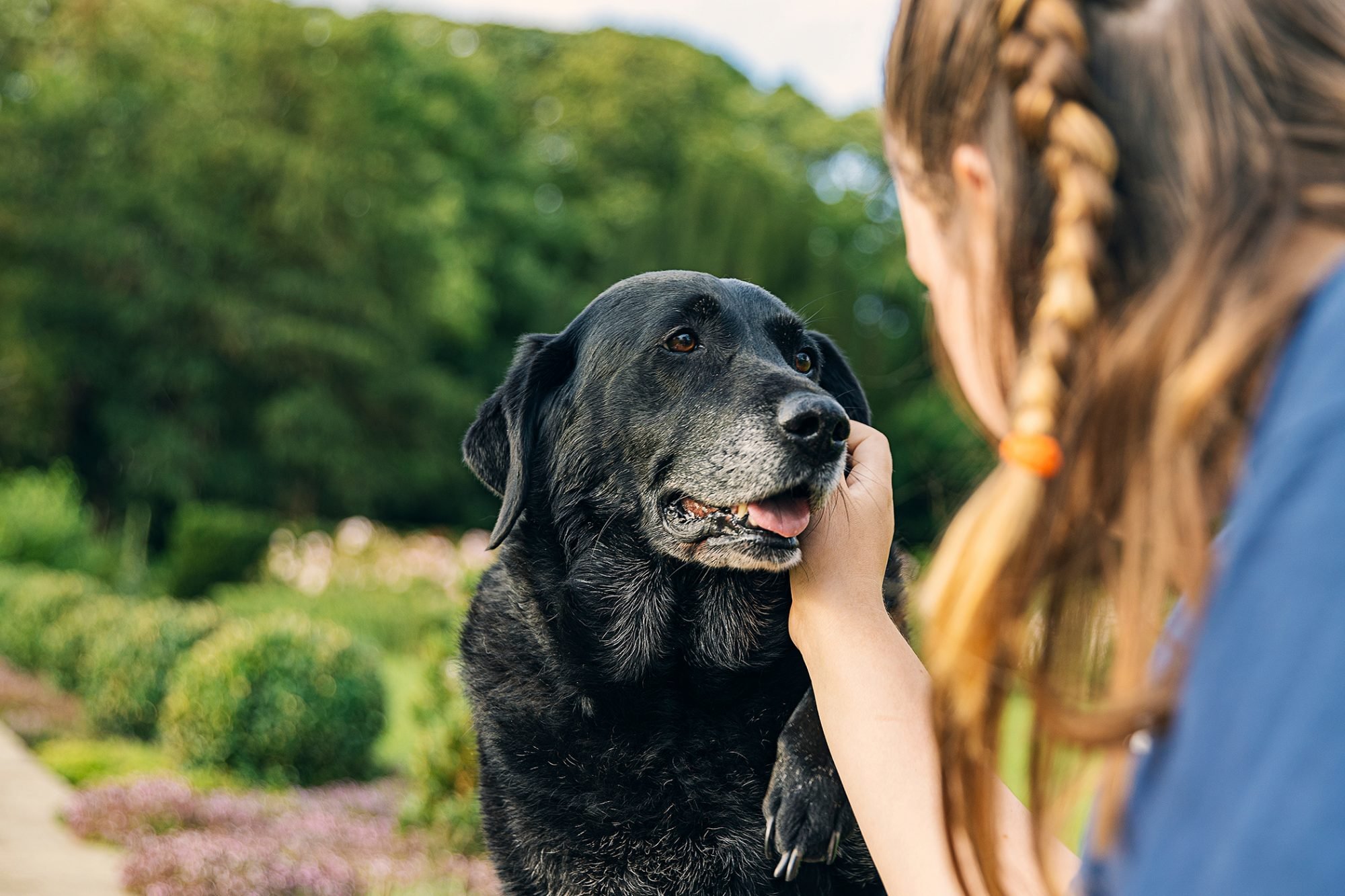 How to Soften Food for Dogs with No Teeth: A Beginner’s Guide