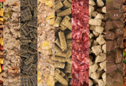 Top 10 Worst Dog Foods to Avoid for Your Pet’s Health