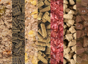 Top 10 Worst Dog Foods to Avoid for Your Pet’s Health