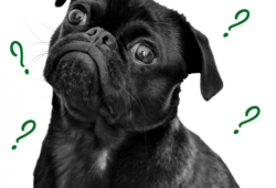 What is Pate Dog Food Explained