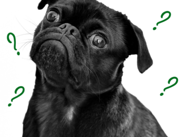 What is Pate Dog Food Explained