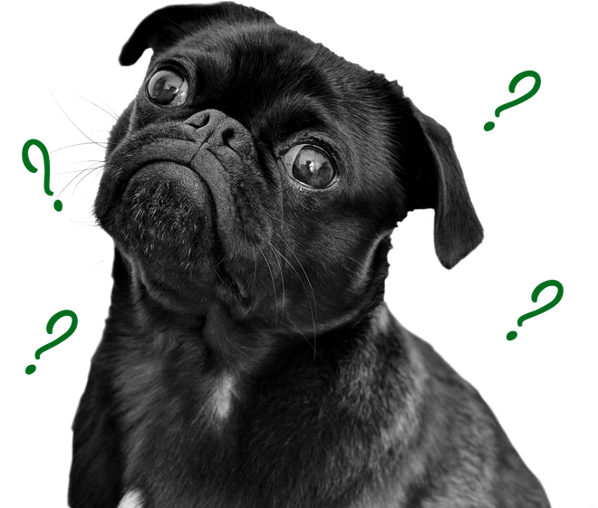 What is Pate Dog Food Explained
