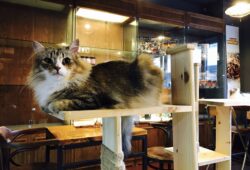 What is a Cat Cafe and Do They Serve Food? Explained