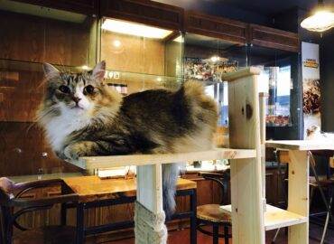 What is a Cat Cafe and Do They Serve Food? Explained