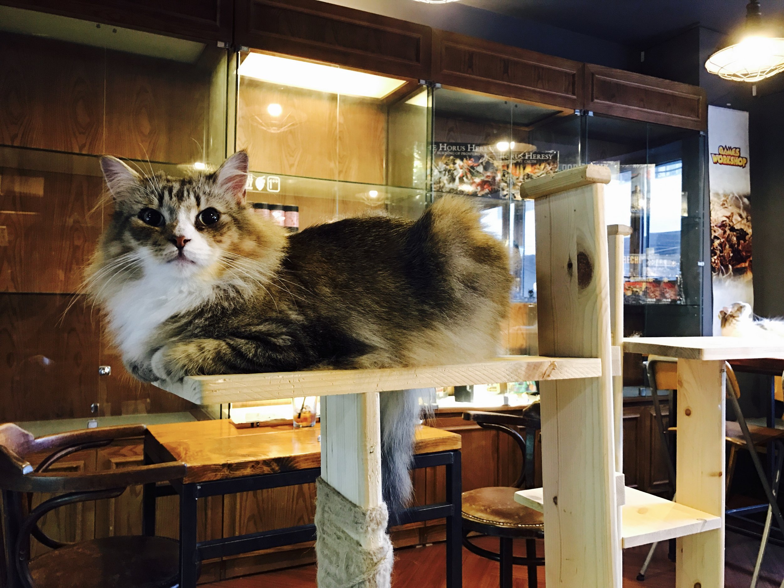 What is a Cat Cafe and Do They Serve Food? Explained