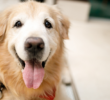 What is the Survival Time for Dogs Without Food? Explained