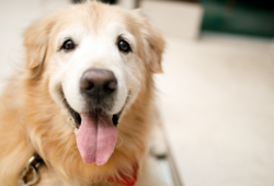 What is the Survival Time for Dogs Without Food? Explained