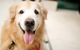 What is the Survival Time for Dogs Without Food? Explained