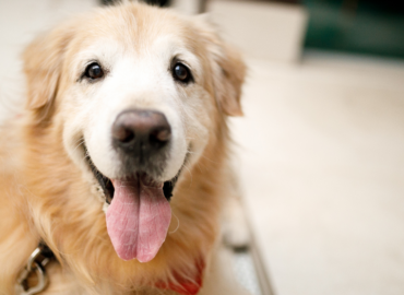 What is the Survival Time for Dogs Without Food? Explained