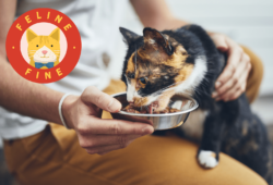 How to Add More Fiber in Your Cat’s Food in 6 Steps