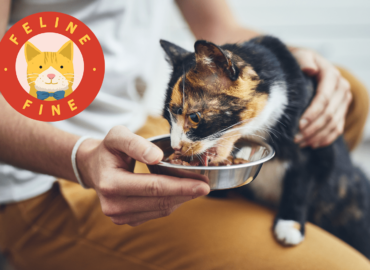 How to Add More Fiber in Your Cat’s Food in 6 Steps