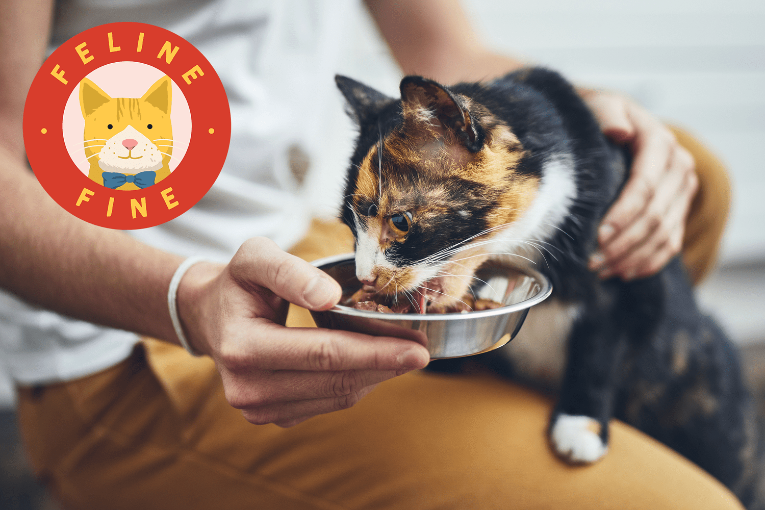 How to Add More Fiber in Your Cat’s Food in 6 Steps