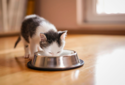 How to Switch from Kitten to Cat Food in 5 Steps