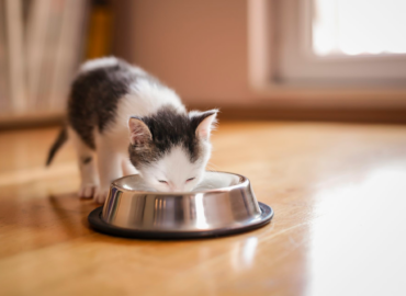How to Switch from Kitten to Cat Food in 5 Steps