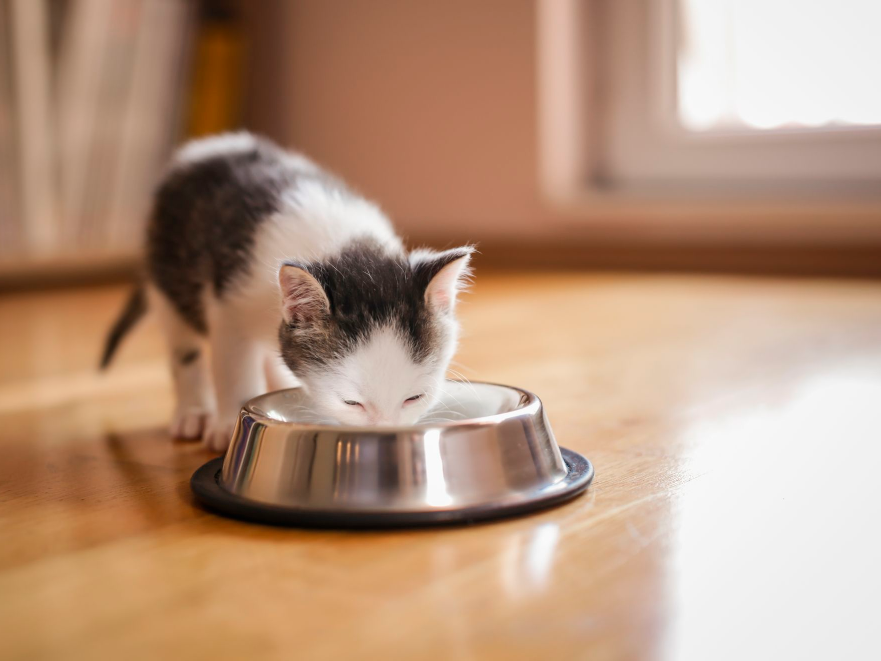 How to Switch from Kitten to Cat Food in 5 Steps
