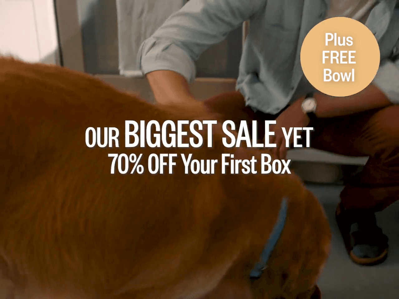Ollie Dog Food: Where to Find It in Stores