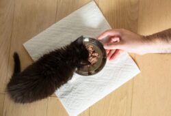 What is Scratching Around Food in Cats Explained