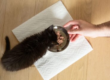 What is Scratching Around Food in Cats Explained