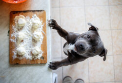 What is the Reason Behind Dogs’ Love for Food Explained