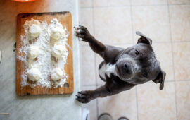 What is the Reason Behind Dogs’ Love for Food Explained