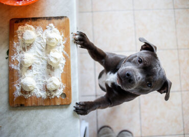 What is the Reason Behind Dogs’ Love for Food Explained