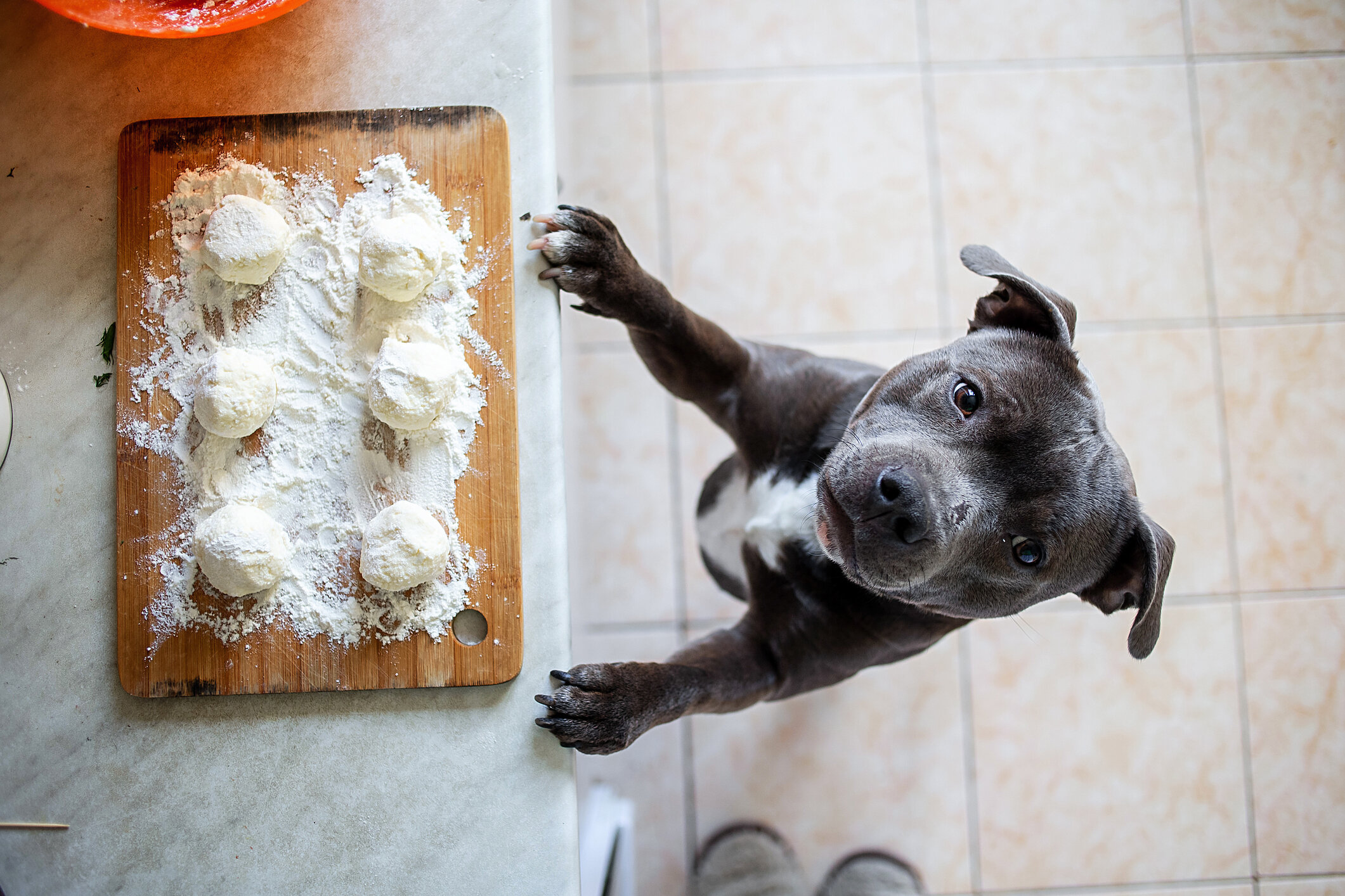 What is the Reason Behind Dogs’ Love for Food Explained